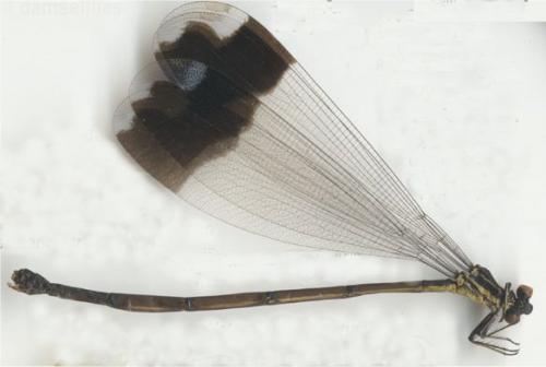 Megaloprepus caerulatus