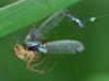 Ischnura elegans