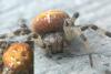 Araneus quadratus