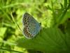 26611 – Photo : JCH – France (55)