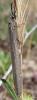 26291 – Photo : Arthropa - Benoit Martha – France (17)
