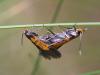26757 – Photo : Arthropa - Benoit Martha – France (21)