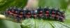 26991 – Photo : franco – France (06)