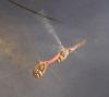 Sympetrum meridionale