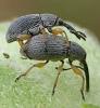 Rhopalapion longirostre