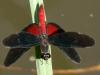 26966 – Photo : Alexandre Vinot – Guyane française