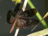 26967 – Photo : Alexandre Vinot – Guyane française
