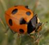 26670 – Photo : Edith Konik – France (32)