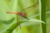 Sympetrum striolatum