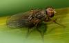 Lispocephala mikii