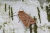 26649 – Photo : Nicolas Tobak – France (61)
