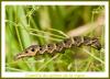 26476 – Photo : Papylou – Belgique