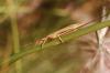 26603 – Photo : basc – France (20)