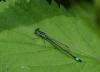 Ischnura elegans