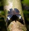 26484 – Photo : Pascal SPADONE – Guyane française