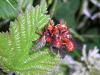 26630 – Photo : Wilfried – France (46)