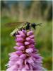 26555 – Photo : Philippe Descloux – Suisse