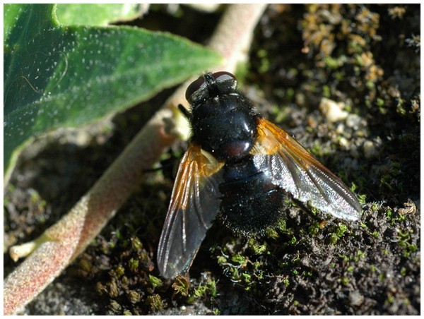 chriscraft - Mesembrina meridiana - réf. 26549 (600 x 452 pixels, 129 ko)