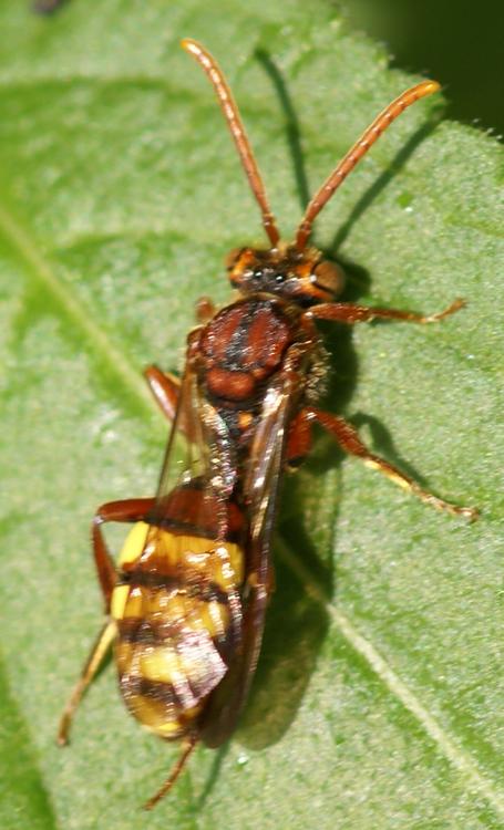 Edith Konik - Nomada flava - réf. 26117 (455 x 750 pixels, 103 ko)