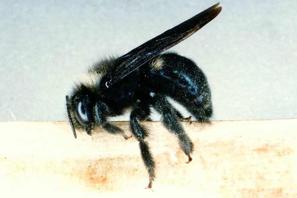Jules d'Oc - Xylocopa (Copoxyla) iris - réf. 26854 (1000 x 668 pixels, 125 ko)