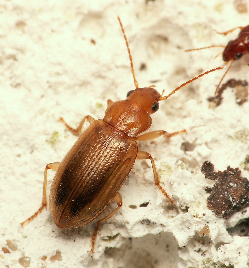bobgaia - Dicheirotrichus (Dicheirotrichus) obsoletus - réf. 26208 (1024 x 1102 pixels, 163 ko)