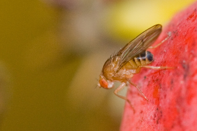 Papylou - Drosophila sp. - réf. 26933 (640 x 427 pixels, 132 ko)