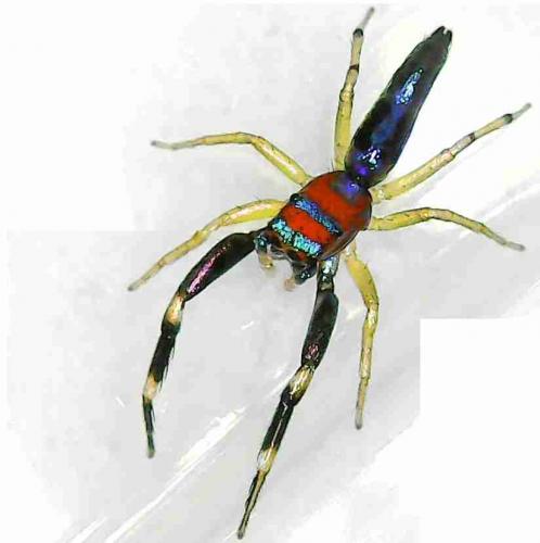 Réf. 260 342 : Chrysilla lauta