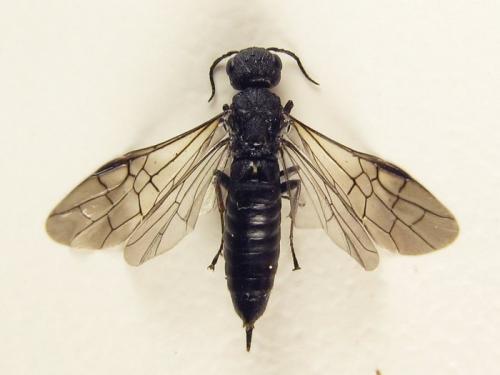 Xiphydria betulae