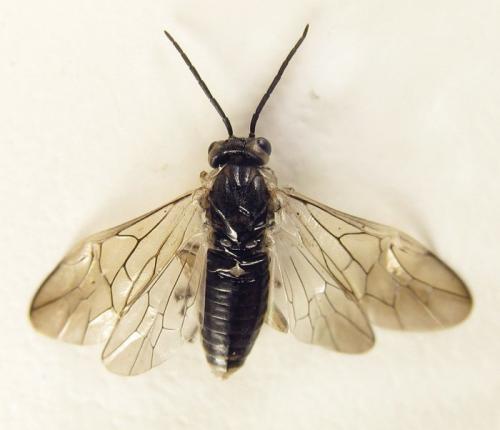 Réf. 260 415 : Euura trautmanni