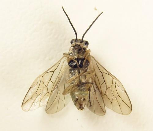 Réf. 260 416 : Euura trautmanni