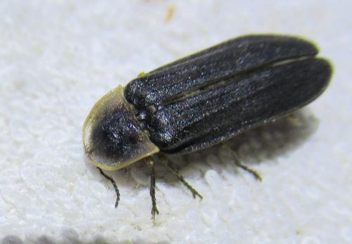 Réf. 260 759 : Lampyris noctiluca