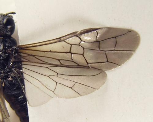 Xiphydria betulae
