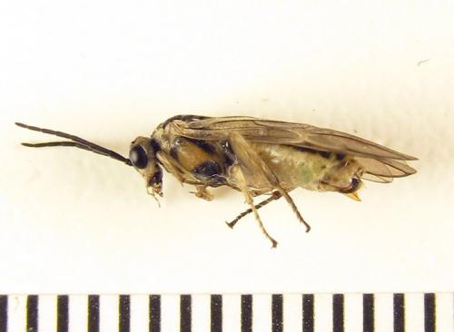 Réf. 260 419 : Euura trautmanni