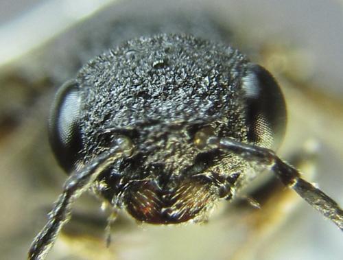 Xiphydria betulae