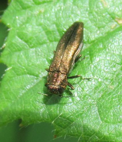 Réf. 260 758 : Agrilus sp.