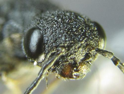 Xiphydria betulae