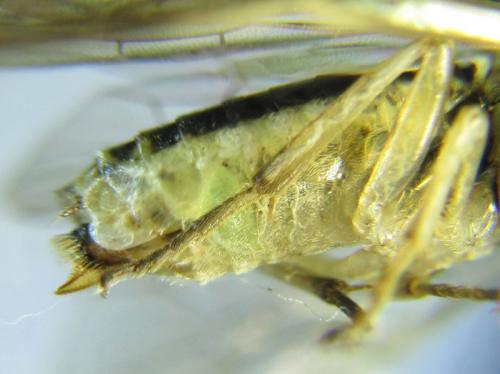 Réf. 260 421 : Euura trautmanni