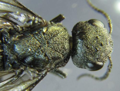 Xiphydria betulae
