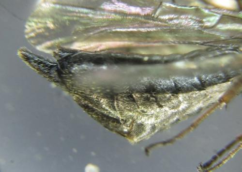 Xiphydria betulae