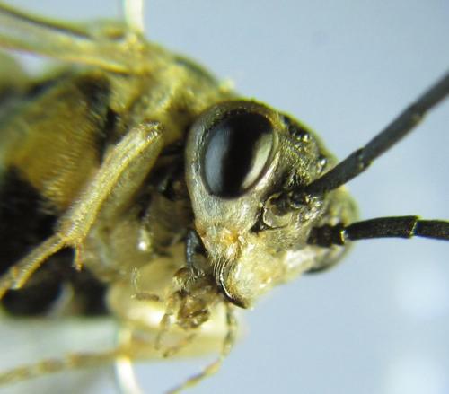Réf. 260 423 : Euura trautmanni
