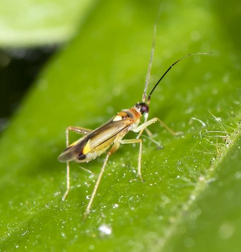 Campyloneura virgula
