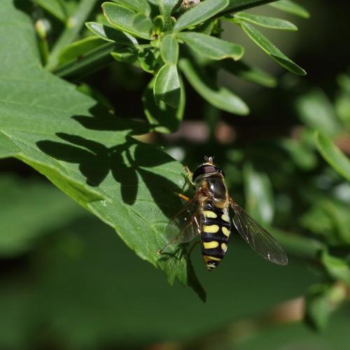Eupeodes luniger