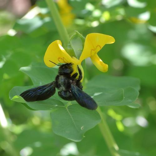 Xylocopa sp.