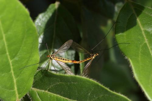 Nephrotoma flavescens