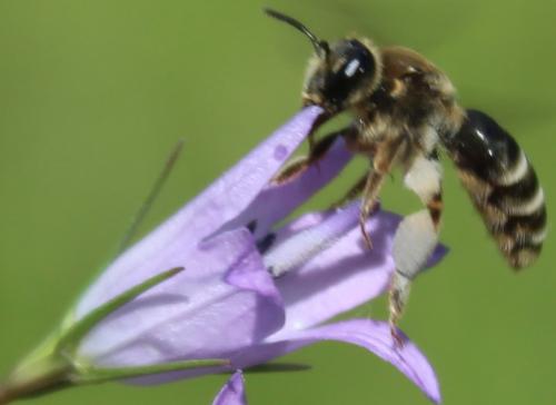 Andrena sp.