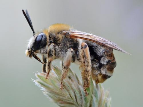 Eucera longicornis