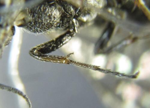Xiphydria betulae