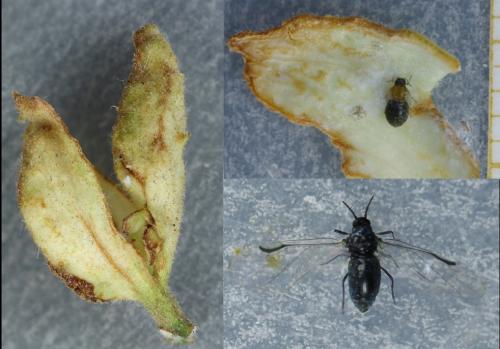 Tetraneura nigriabdominalis