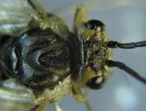 Réf. 260 424 : Euura trautmanni