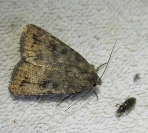Réf. 260 822 : Caradrina morpheus